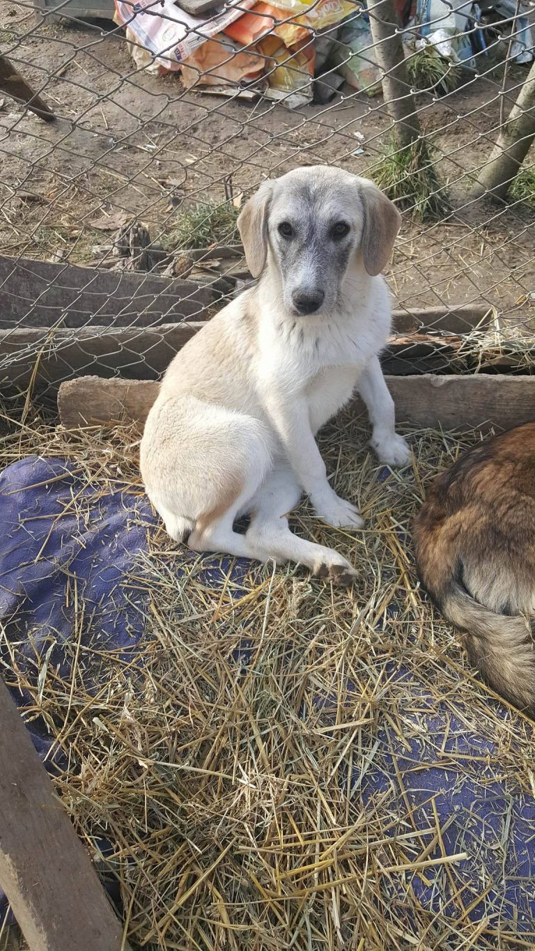 BIANCA ADOPTEE EN BELGIQUE 4newlifeAssociation de