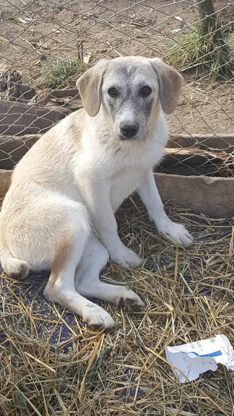 BIANCA ADOPTEE EN BELGIQUE 4newlifeAssociation de