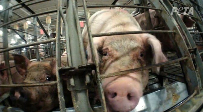 La consommation de viande de chien à Yulin vous révolte ? Alors devenez végans.