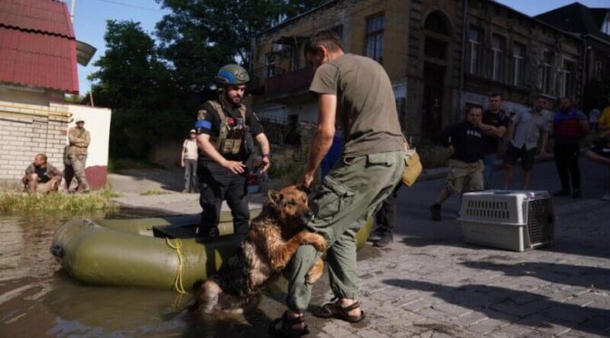 URGENT : les animaux risquent la noyade dans la zone inondée en Ukraine – comment vous pouvez les aider