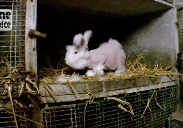 lapins angora épilé cage