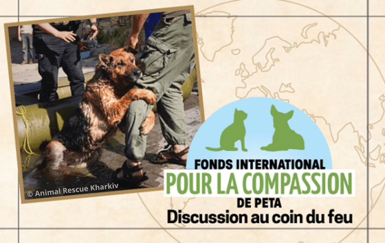 Événement virtuel PETA : conversation sur le Fonds international pour la compassion avec Ingrid Newkirk