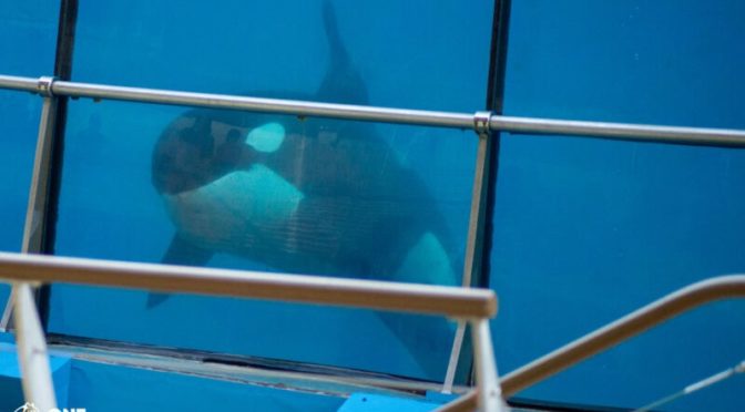 Décès au Marineland d’Antibes : l’orque Moana n’aura connu que la cruauté de la captivité
