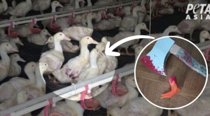 « Patte de canard » et « hache » ensanglantées : le colis choquant de PETA États-Unis au PDG de H&M