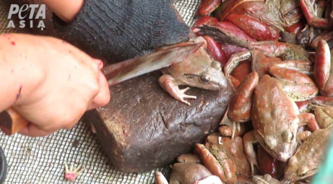 Révélations sur la cruauté du commerce de viande de grenouille