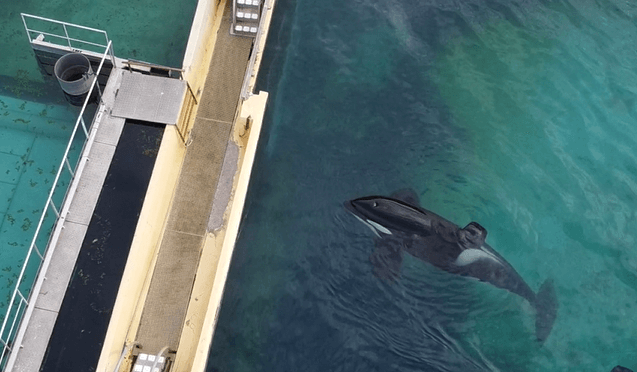 Nouveau décès au Marineland d’Antibes : l’orque Inouk est morte