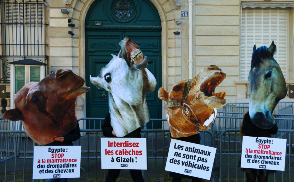 Des « chevaux » et des « dromadaires » appellent l’Égypte à interdire les promenades à dos d’animaux