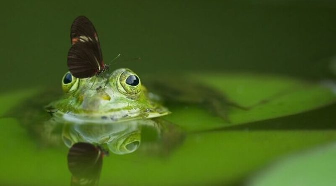 Victoire ! Coopérative U cesse de vendre des cuisses de grenouilles indonésiennes