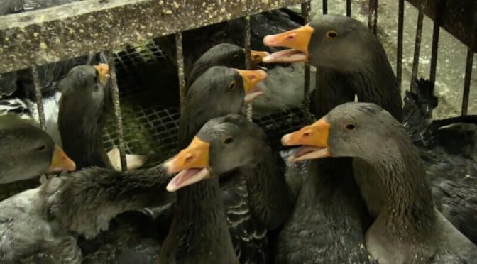 Journée mondiale anti foie gras : pourquoi existe-t-elle ?