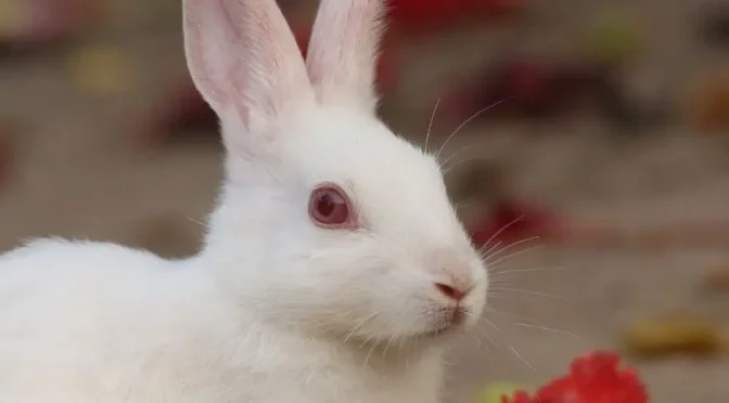 Les modifications apportées au programme Beauty Without Bunnies de PETA États-Unis