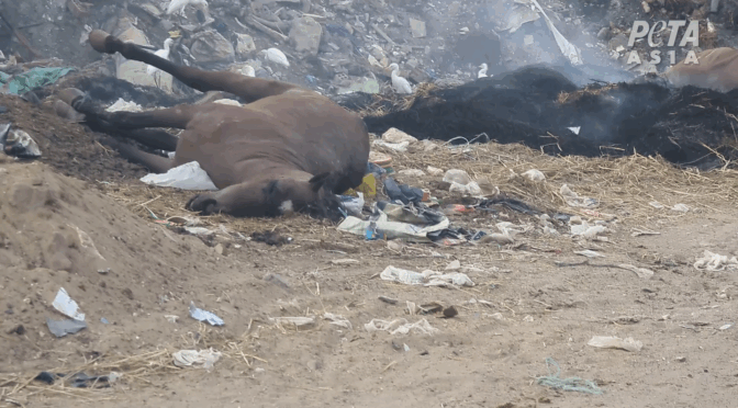Des chevaux morts s’entassent dans un « cimetière » près du Grand Musée égyptien