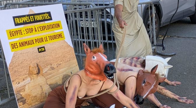 Action de PETA devant l’ambassade d’Égypte pour dénoncer les promenades impliquant des animaux