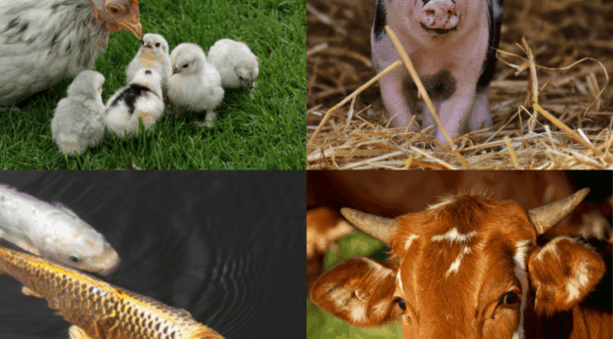 6 raisons de devenir végan pendant le Mois mondial végan