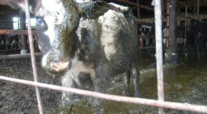 Cinq recettes véganes et horriblement savoureuses pour Halloween