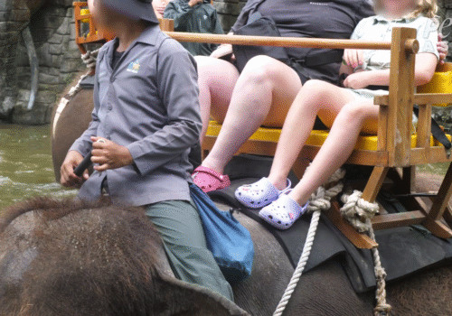 Des éléphants frappés, blessés et enchaînés pour des pièges à touristes à Bali
