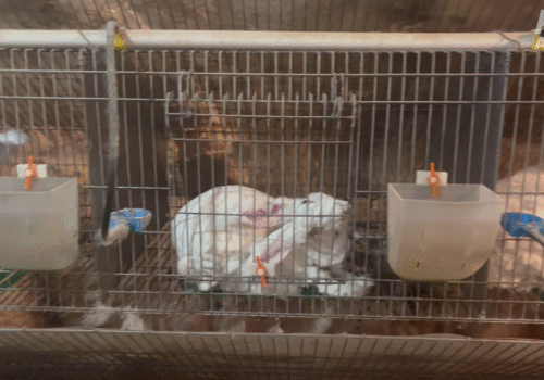 Goop vend des pulls issus de la torture des lapins… Aidez-nous à arrêter cela !