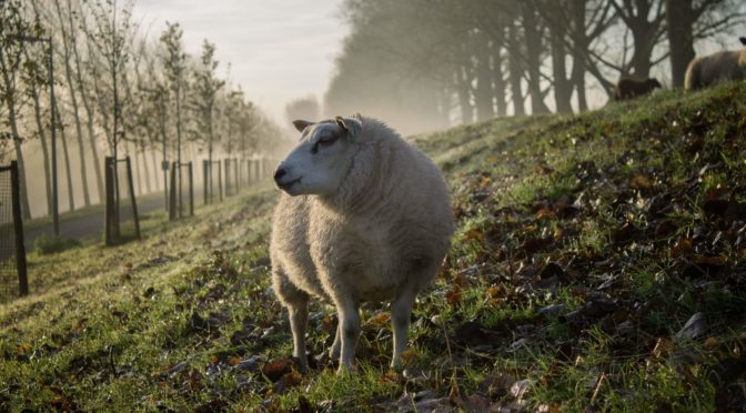 La laine végétale à l’honneur en novembre : une mode plus douce pour les moutons