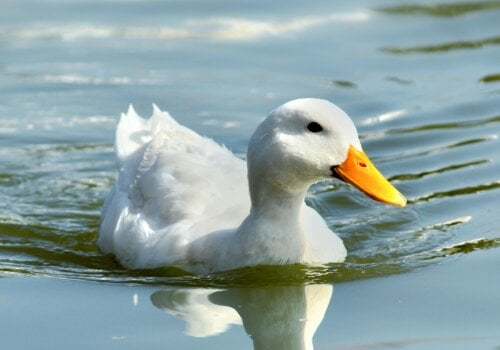 ba&sh devient la première marque française à s’engager à ne pas utiliser de plumes